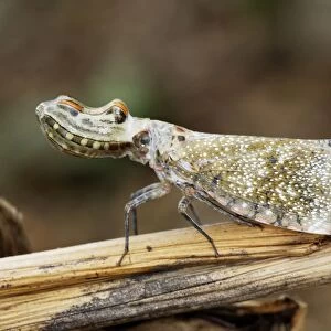 Lanternfly / "Peanut-head Bug" / "Alligator Bug" Heath River Centre Amazon Peru
