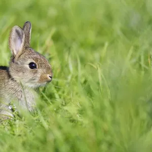 Lapin de garenne. Rabbit. Oryctolagus cuniculus