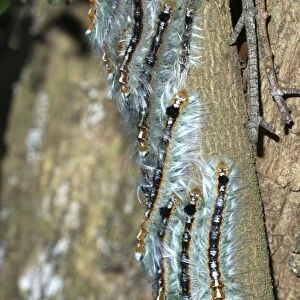 Lappet / Eggar moth caterpillars congregating on branch whilst moulting. Grahamstown, Eastern Cape, South Africa