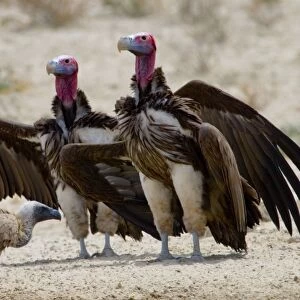 Lappet-faced Vulture - Courting pair. Threatened species, mostly confined to major game reserves. Kgalagadi Transfrontier Park, Northern Cape, South Africa