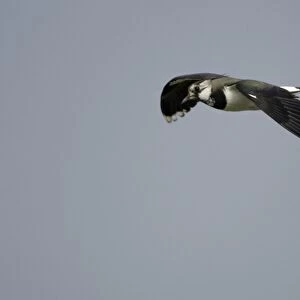 Lapwing - in flight Northumberland, England