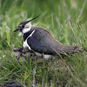 Lapwing-parent bird sheltering two chicks by cold weather, Northumberland UK
