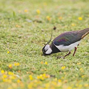 Lapwing / Peewit / Green Plover - feeding in meadow - North Wales UK 12005