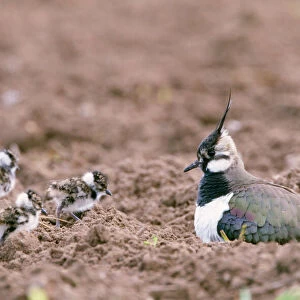 Lapwing - with young