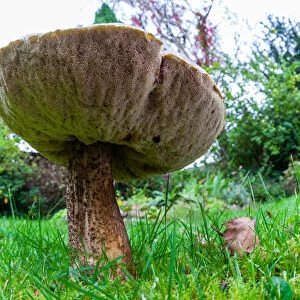 Larch Bolete Fungus - growing on lawn in garden at base of larch tree, low wide - angle view Lower Saxony, Germany