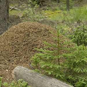 Large and ancient wood ants nest in coniferous woodland, Sweden