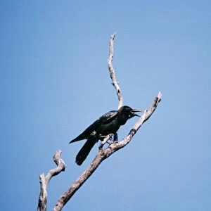 Large-billed Crow Bangpoo, Thailand
