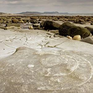 Large fossil ammonites - on the beach near Lyme Regis - World Heritage Jurassic Coast - Dorset - UK