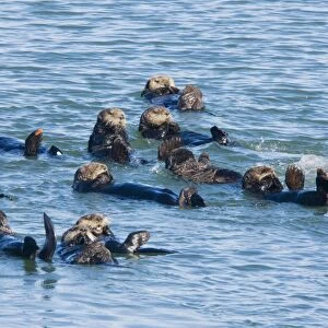 Large group of Sea Otters - relaxing and resting in the sea off southern California