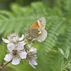 Large Heath Butterfly - on bramble blossom - Crowle Moors - part of the Humberhead Levels NNR - this is the most southern site in eastern England - Lincolnshire - UK
