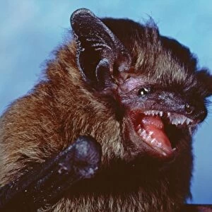 Large Mouse Eared Bat - with mouth open - Europe