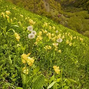 Large-sepalled Primula (Caucasian form of Cowslip) in the Pasanauri Valley, Great Caucasus, Georgia