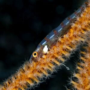 Large Whip Goby - on the Gorgonian Junceella sp