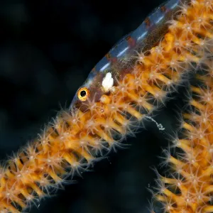 Large Whip Goby - on the Gorgonian Junceella sp