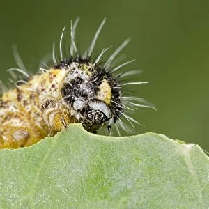 Large White - caterpillar feeding on brassica - Bedfordshire UK 007685