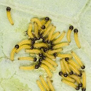 Large white - caterpillars just hatched - Bedfordshire UK 007687