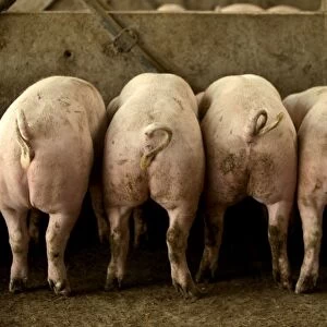 Large White Pig – Rear view - Lined up in pen