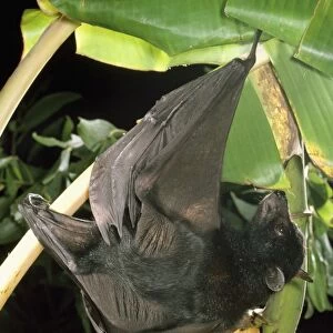 Largest Australian Fruit Bat / Black Flying Fox Australia & Indonesia