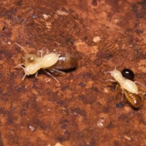 Larvae of Jockey beetle - inquiline carried by Nosy termites (Nasutitermes walkeri) to be fed by other termites