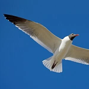 Laughing Gull - Adult in breeding plumage in flight - Gulf of Mexico coast - Mississippi - USA