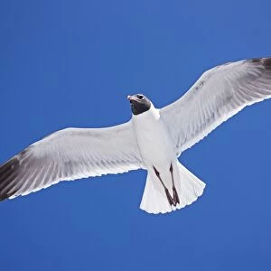 Laughing Gull - Adult in Breeding Plumage - On Gulf of Mexico coast - Mississippi - USA