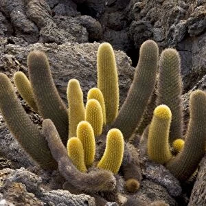 Lava cactus (Brachycereus nesioticus) on lava, Floreana, Galapagos