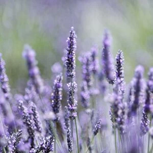 Lavender FRR 318 © Frederic Rolland ARDEA LONDON
