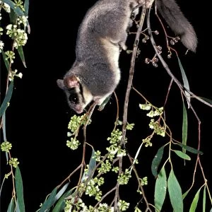 Leadbeater's Possum - climbing among flowering Eucalypt branches. Central Highlands, Victoria, Australia