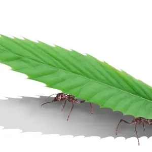 Leaf Cutter Ant - carrying leaf MANIPULATED IMAGE Leaf Cutter Ant - carrying leaf MANIPULATED IMAGE