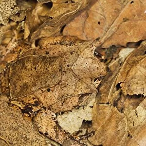 Leaf Frog - close up camouflaged in leaves - controlled conditions 13465