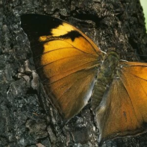 Leaf Wing Butterfly