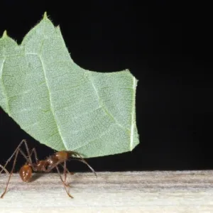 Leafcutter Ants - workers carrying harvested leaf fragments to their underground fungal chamber