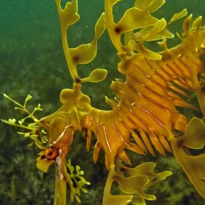 Leafy Sea Dragon - South Australia Leafy Sea Dragon - South Australia