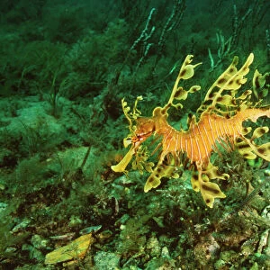 Leafy Sea Horse / Sea Dragon Endemic to Australia waters