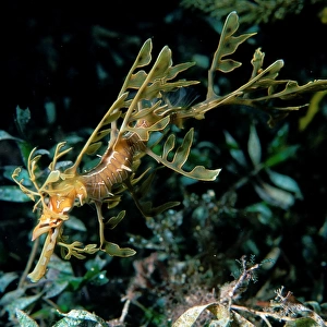 Leafy Seadragon, Phycodorus eques, a Juvenile Seadragon, Wool Bay, South Australia, Australia, Southern Ocean