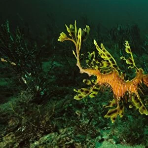 Leafy Seadragon Rapid Bay, South Australia SND00808