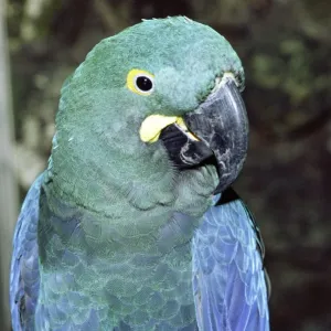 Lears Macaw