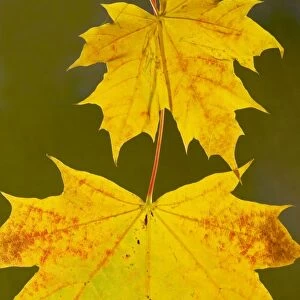 Leaves of Norway Maple Acer platanoides in autumn, strongly-coloured. Dorset