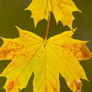 Leaves of Norway Maple Acer platanoides in autumn, strongly-coloured. Dorset Leaves of Norway Maple Acer platanoides in autumn, strongly-coloured. Dorset