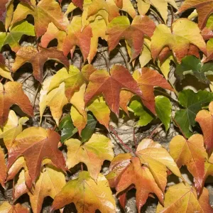 Leaves showing range of autumn colours, Cotswolds, UK Leaves showing range of autumn colours, Cotswolds, UK
