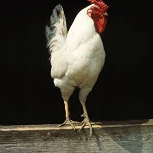 Leg-horn Chicken