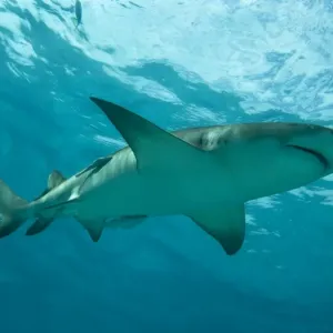 Lemon Shark - male swimming just under the surface - Bahamas Lemon Shark - male swimming just under the surface - Bahamas