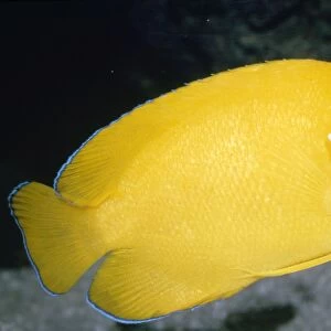 Lemonpeel Angelfish - Tropical Western Pacific