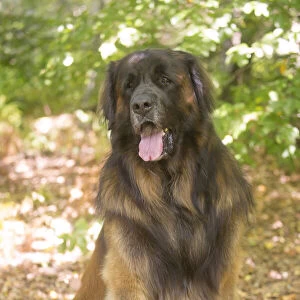 Leonberger dog outdoors