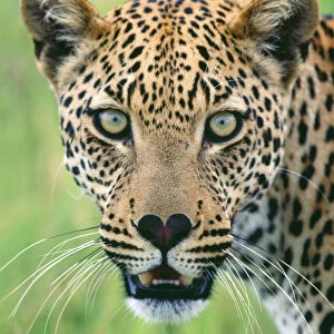 LEOPARD - close-up mouth open and heart shaped nose