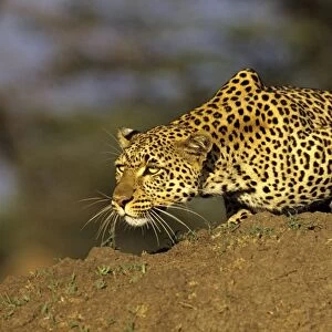 Leopard, female stalking prey, Maasai Mara Reserve, Kenya, Africa