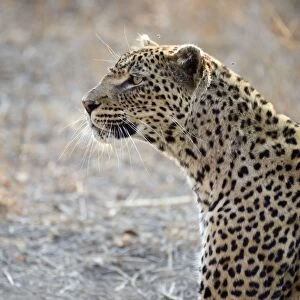 Leopard - Mala Mala Game Reserve - South Africa