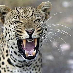 leopard Namibia