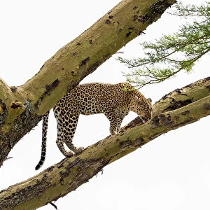 Leopard (Panthera pardus) on a tree, Seronera, Serengeti National Park, Tanzania. Date: 24-02-2018