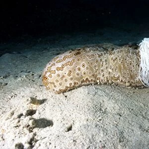 Leopard sea cucumber - having released sticky white tubules (Cuvierian tubules) from its anus as a defense mechanism against a predator, Solomon Islands. DWD00704